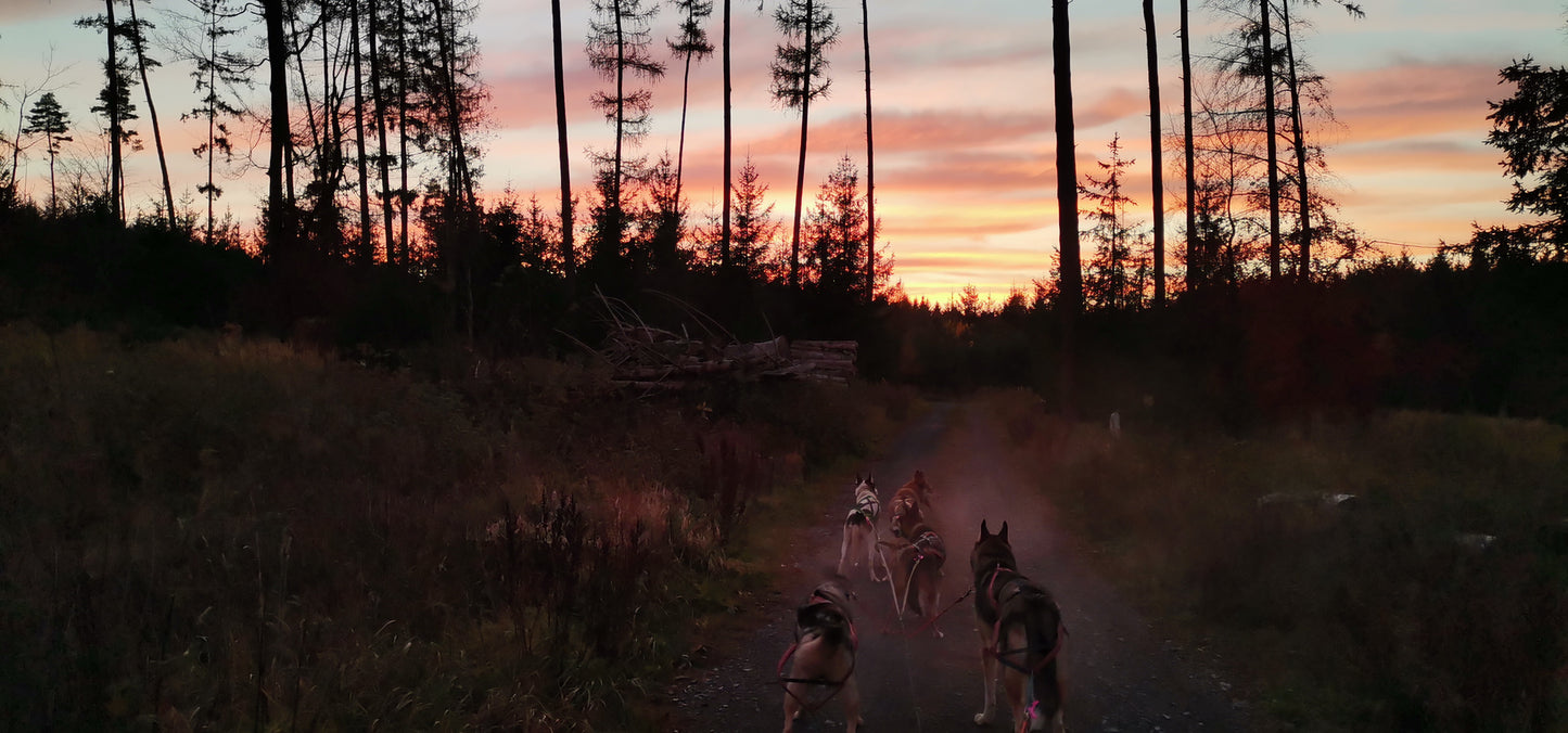 Huskyfahrt Nacht